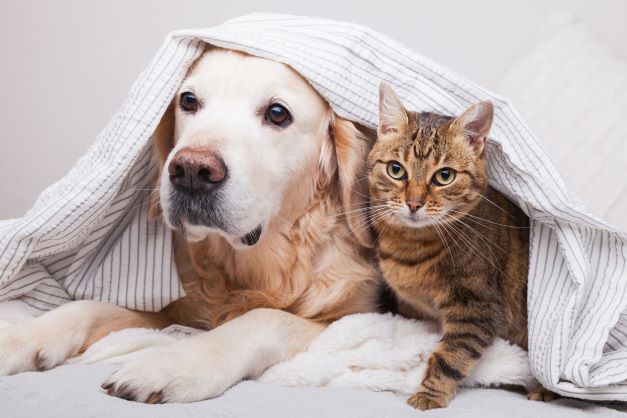 Caring for pets in winter Image